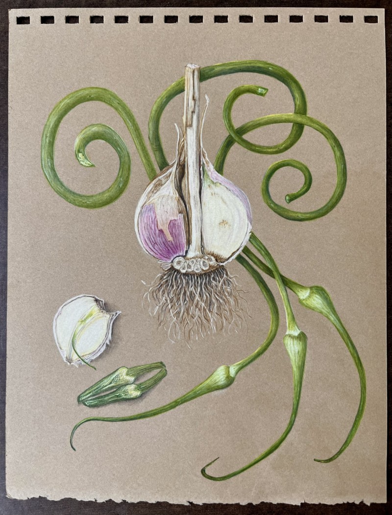 garlic-with-scapes