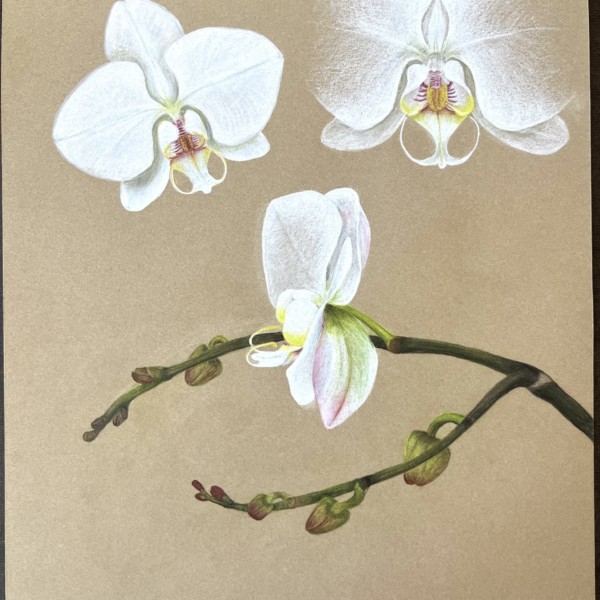 March is the Orchid Month