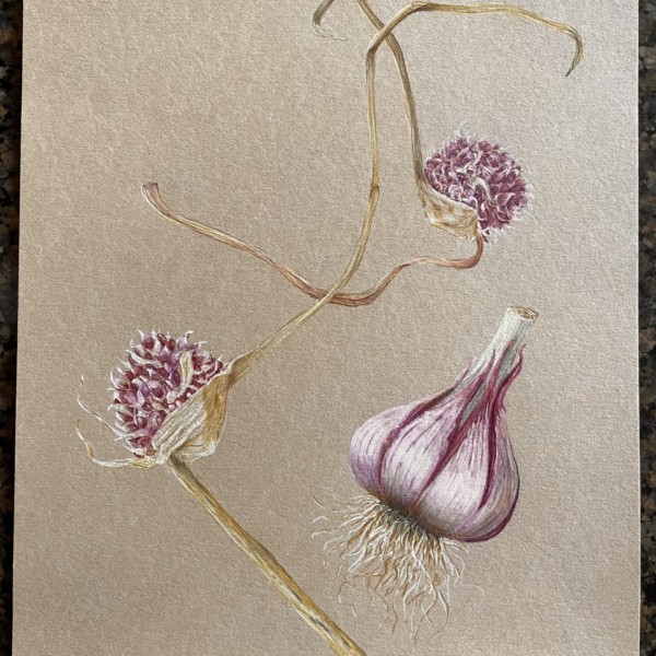 Garlic Study - flowered scapes