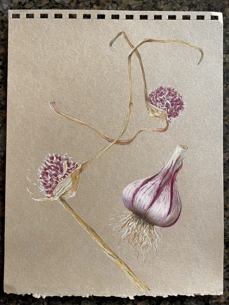 garlic-study-flowered-scapes