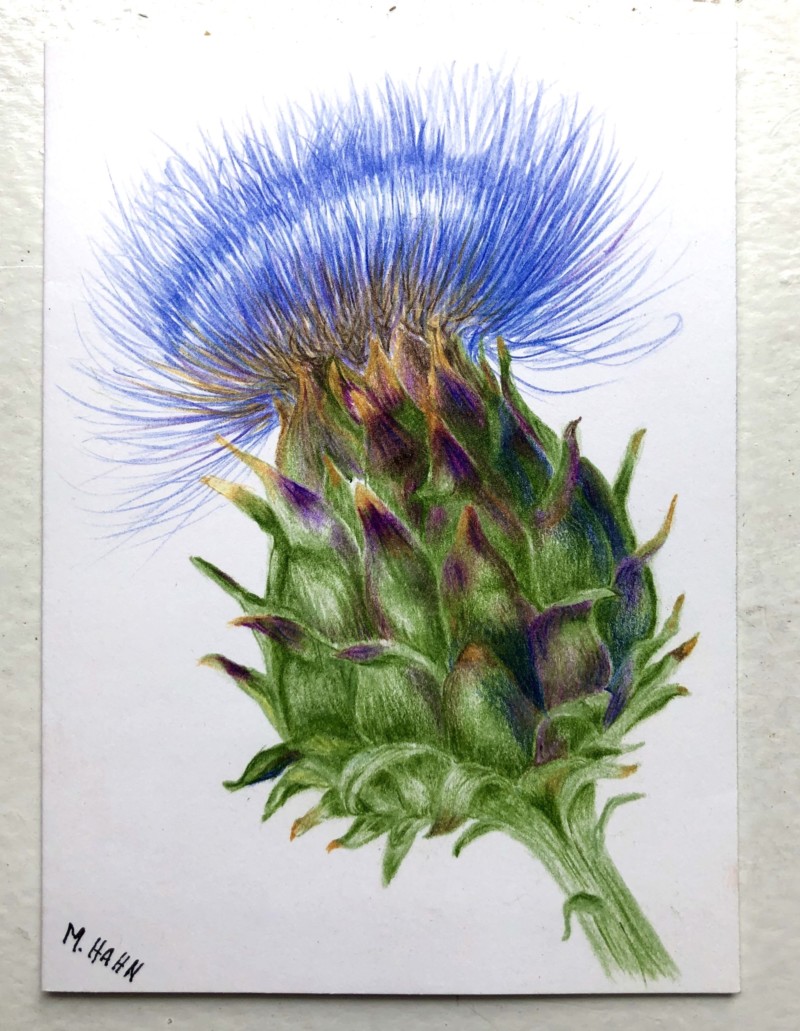globe-artichoke-greeting-card-series-2020