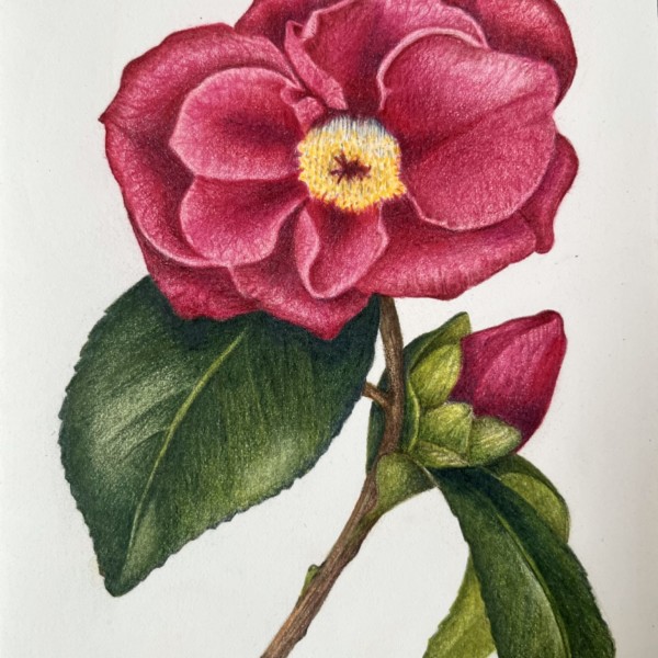 Fall Blooming Camellia - holiday card series 