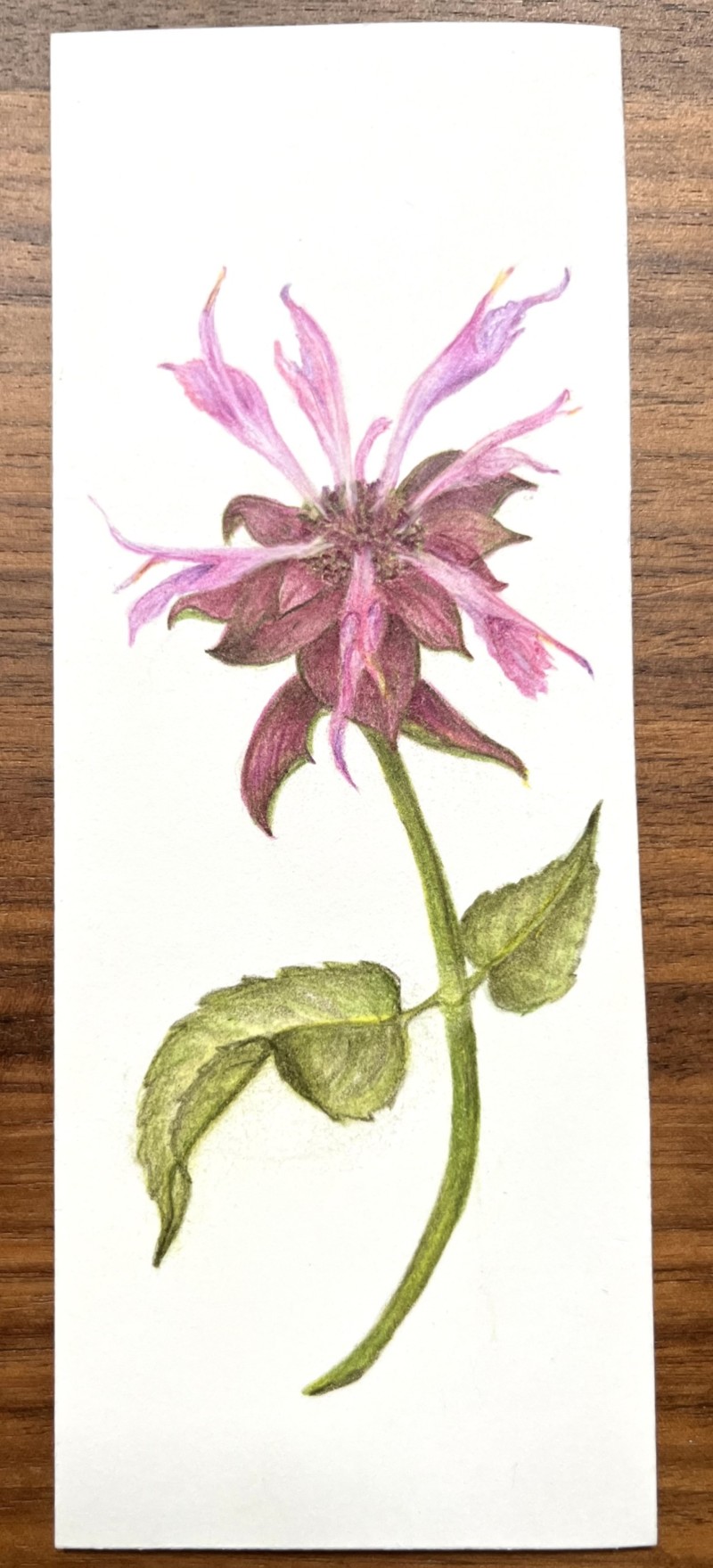 bee-balm-2