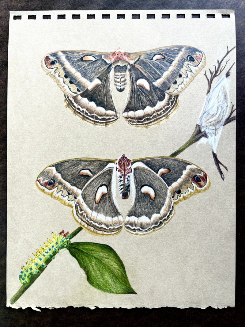 cecropia-moth