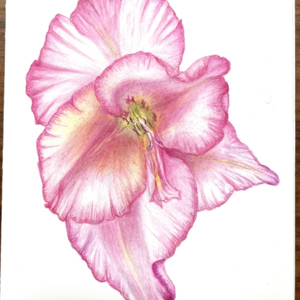 Pink tipped Gladiolus 