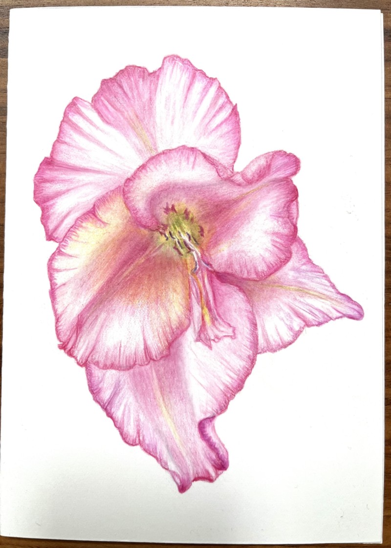 pink-tipped-gladiolus