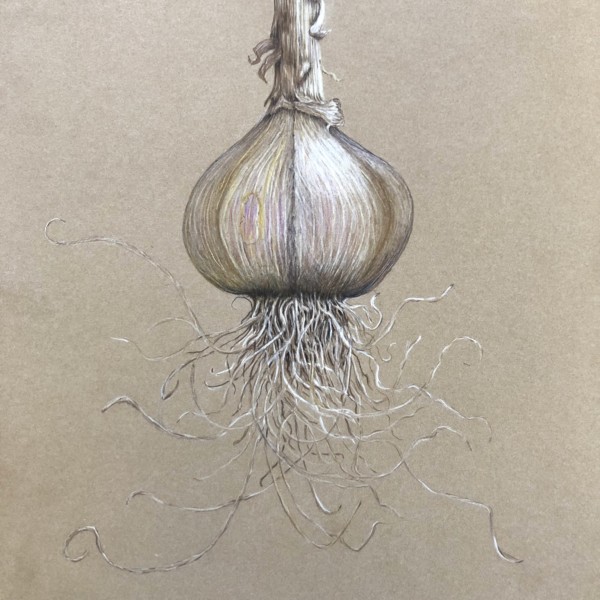 Garlic Bulb Study