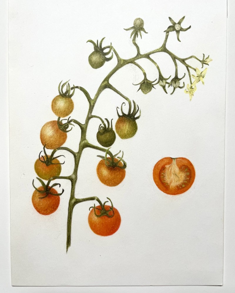 cherry-tomatoes-5