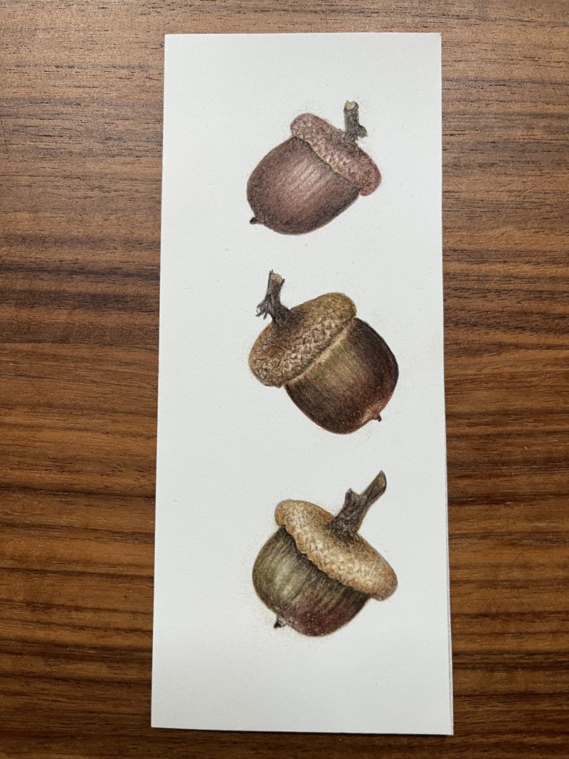 tumbling-acorns-book-mark