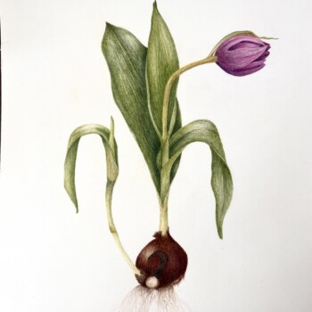 tulip-with-bulb-at-wollam-gardens-va
