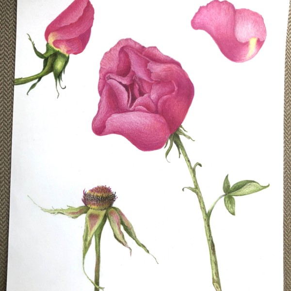 China Rose Study from Roses & Peonies Workshop 