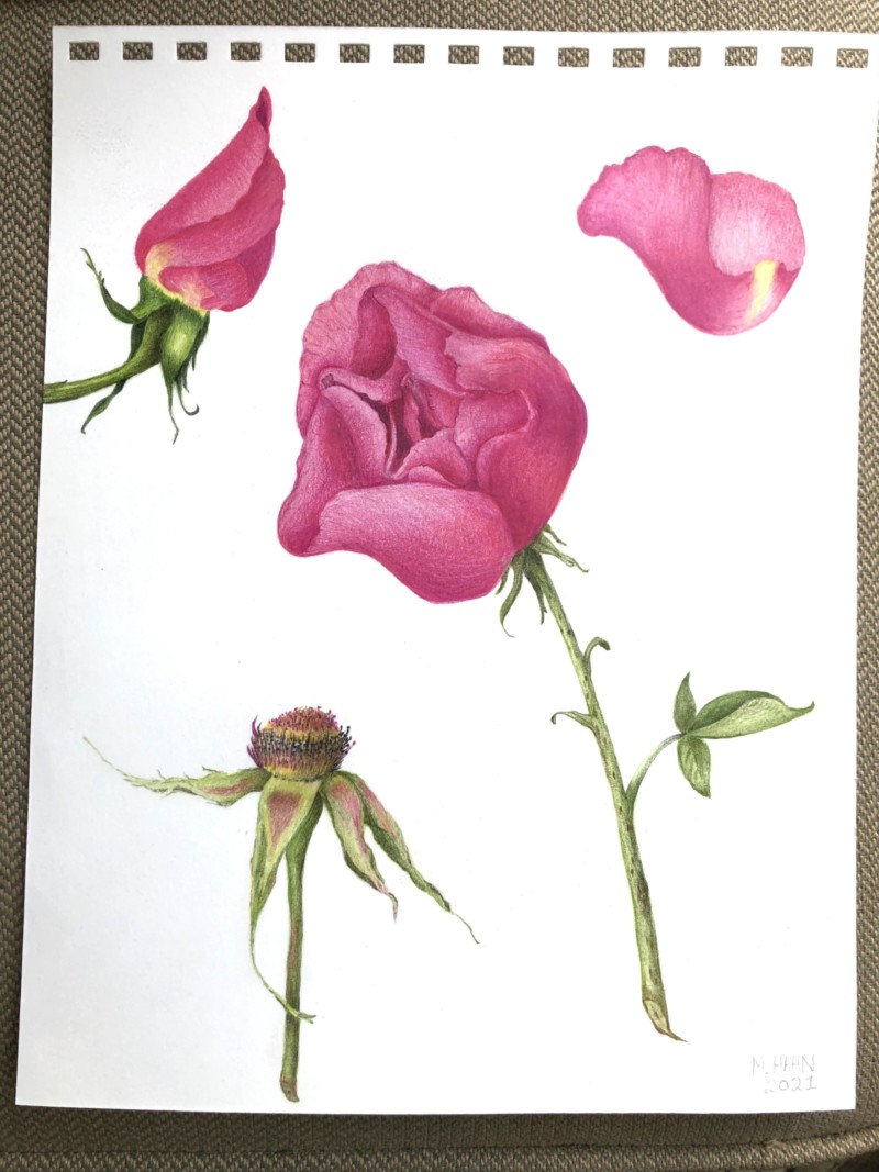 china-rose-study-from-roses-peonies-workshop