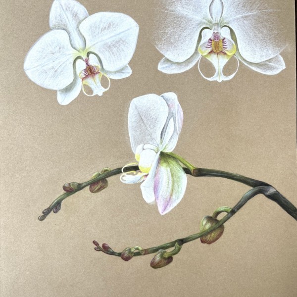 Orchids - revised 