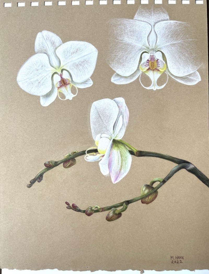 orchids-revised