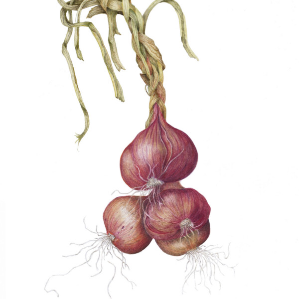 Braided Shallots