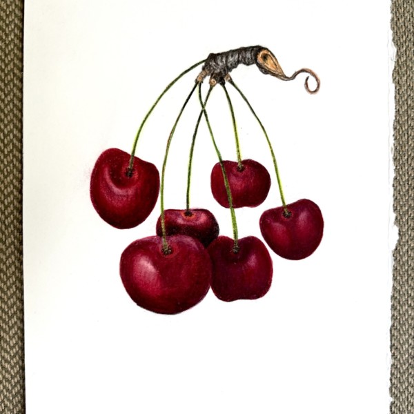 Cherries - experiment with watercolor wash