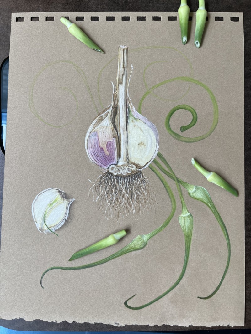 garlic-with-scapes-work-in-progress
