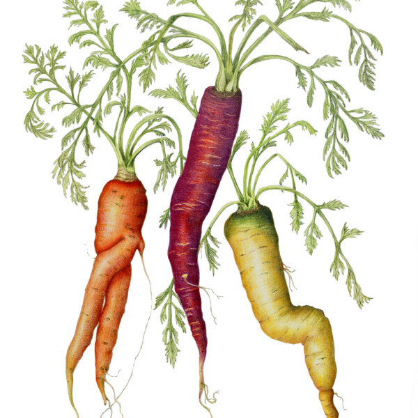 Dancing Carrots