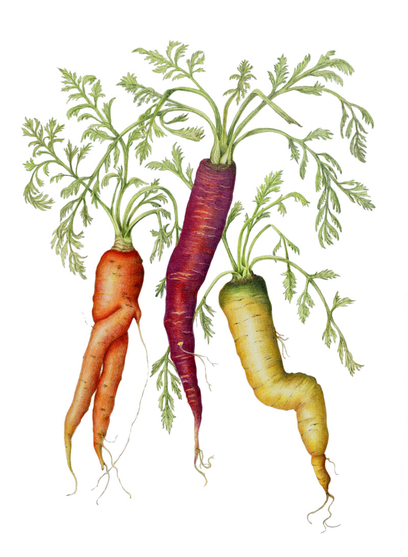dancing-carrots