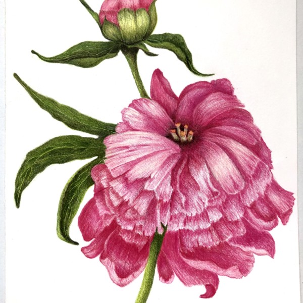 Peonies - Card Series Drawing 
