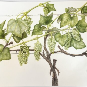 revised-grape-vine