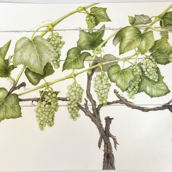 Revised Grape Vine