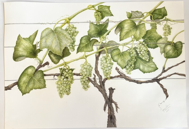 revised-grape-vine