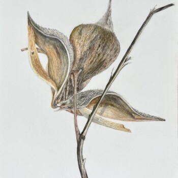 dried-milkweed-pods