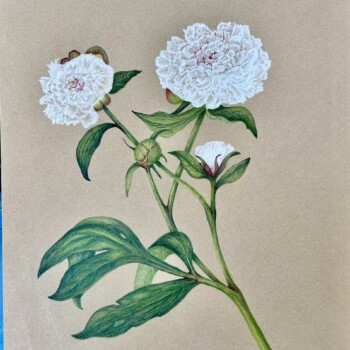 peonies-first-attempt