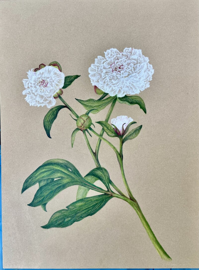 peonies-first-attempt