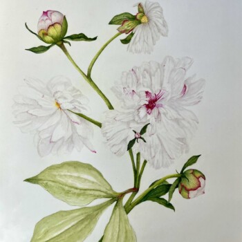 peonies-2nd-drawing