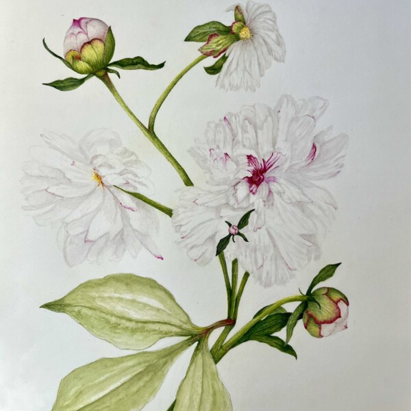 Peonies (2nd drawing)