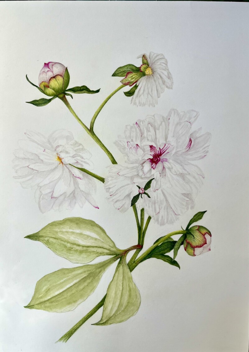 peonies-2nd-drawing