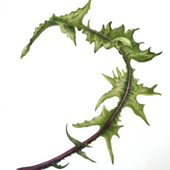 dandelion-leaf