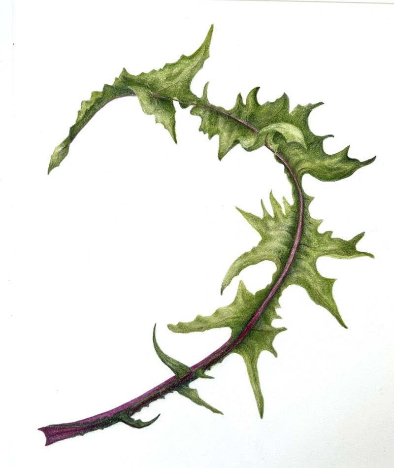 dandelion-leaf