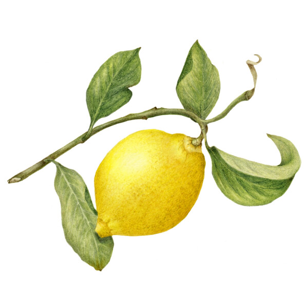 Lemon