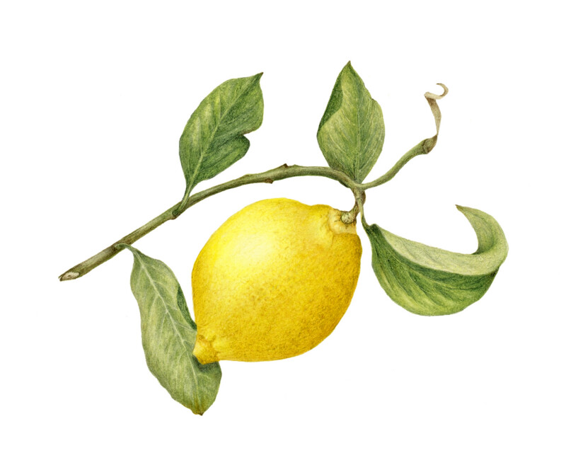 lemon-4