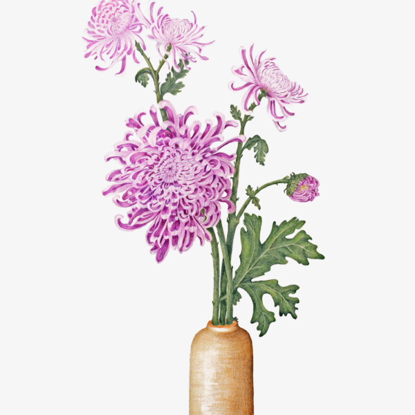 Kiku - Japanese Heirloom Chrysanthemum 