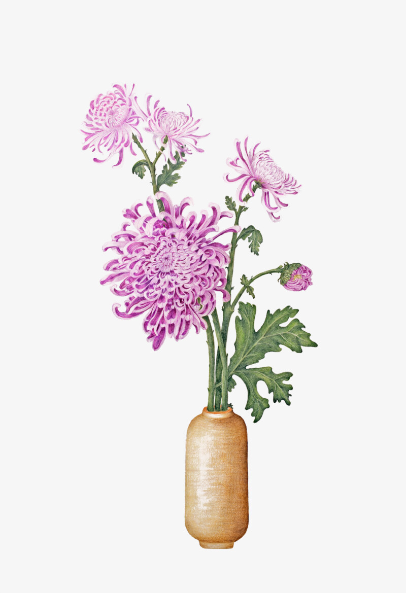 kiku-japanese-heirloom-chrysanthemum