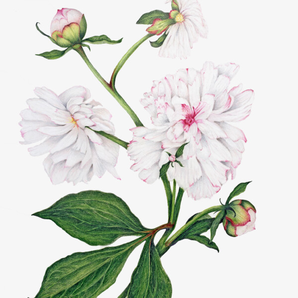 Peonyjpg