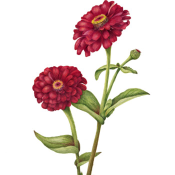 zinnias-2