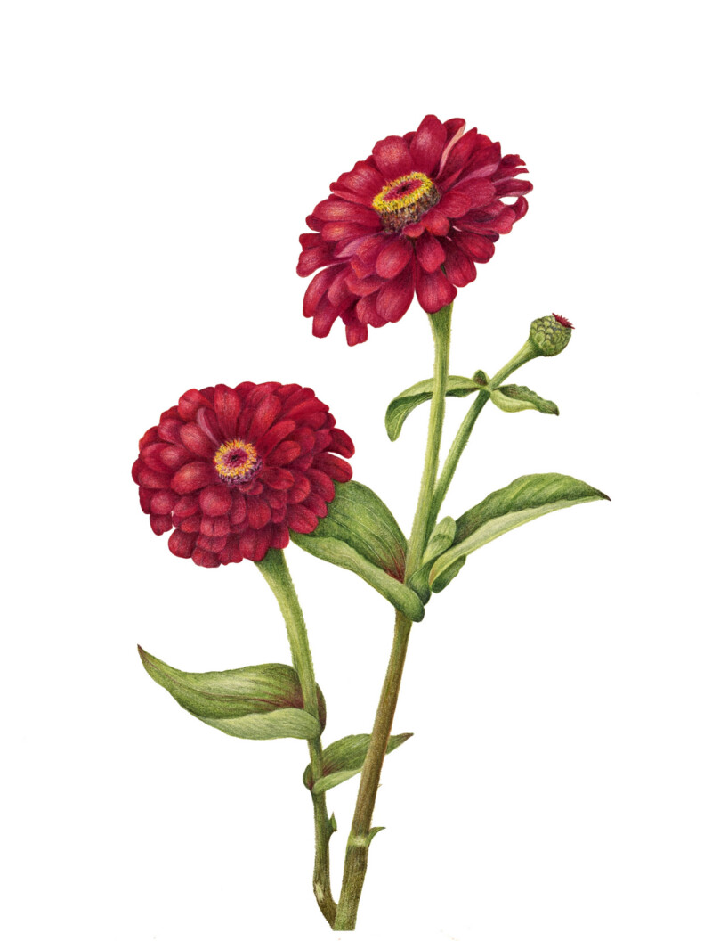 zinnias-2