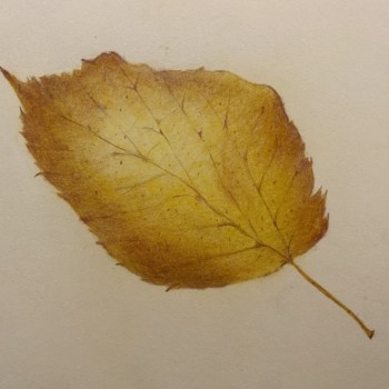 autumnleaf