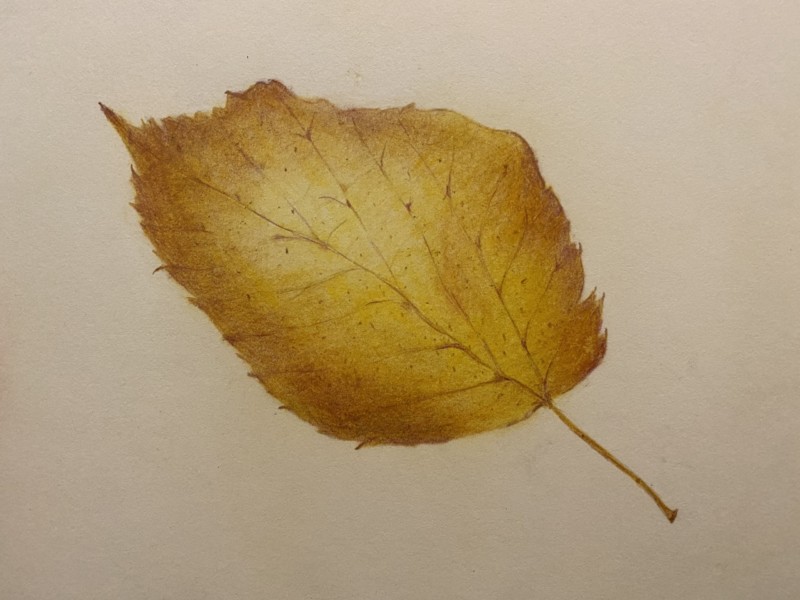 autumnleaf