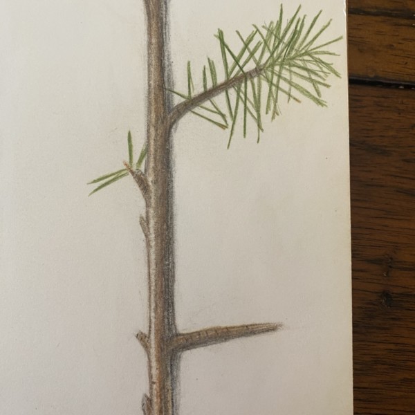 Branch
