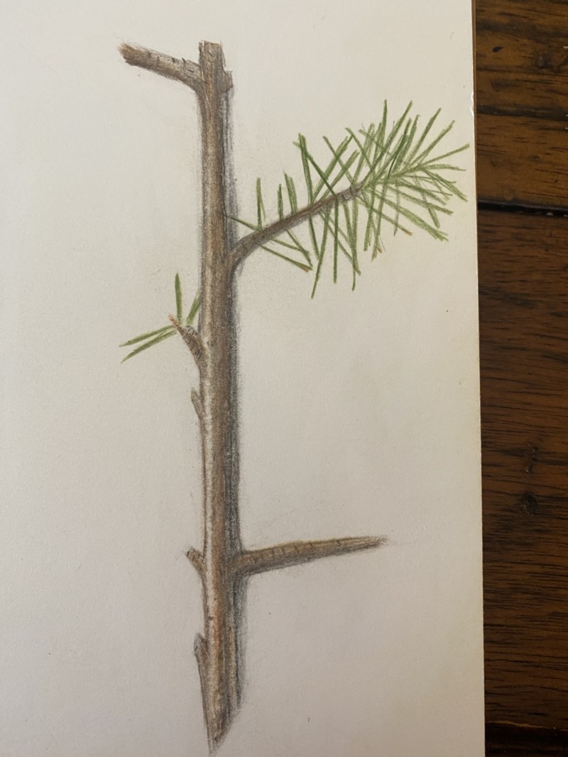 branch-14