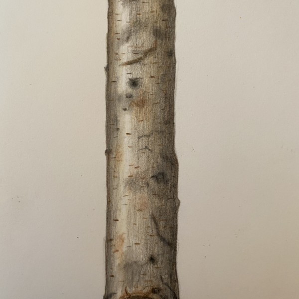 Branch 2