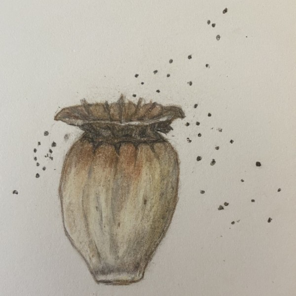 Seed Pod