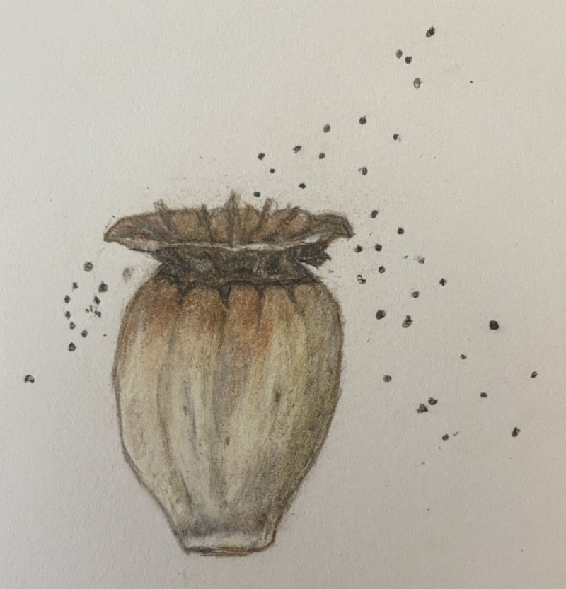 seed-pod-2