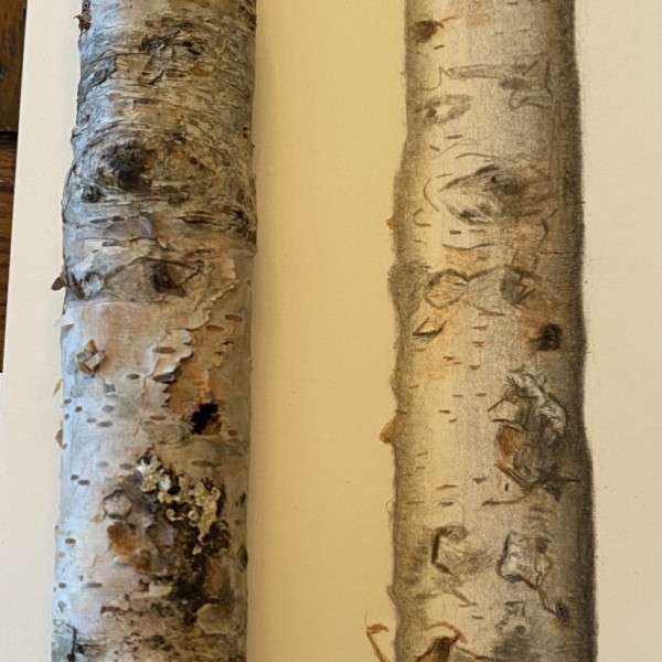 2nd Paper Birch Branch 